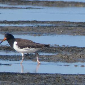 Eurasian Oystercatcher