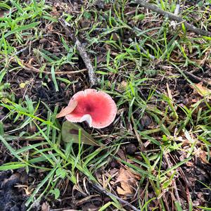 Unknown Species