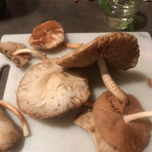 Unknown Species