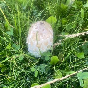 Unknown Species