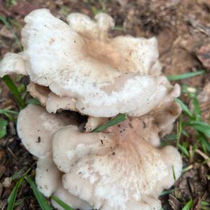 Unknown Species