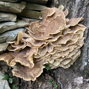 Unknown Species