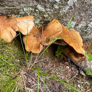 Unknown Species