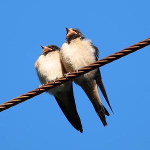 Barn Swallow