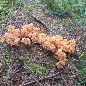Unknown Species
