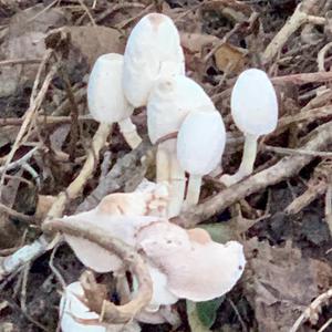 Unknown Species