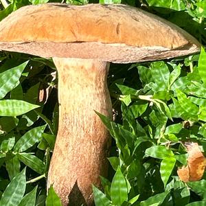 Unknown Species