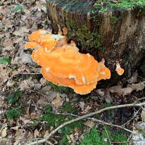 Unknown Species