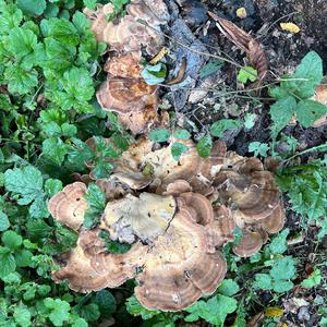 Unknown Species