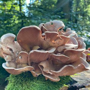 Unknown Species
