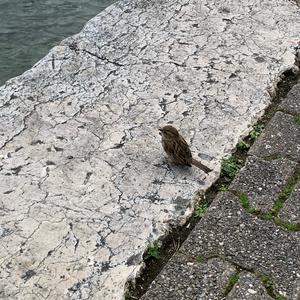 House Sparrow