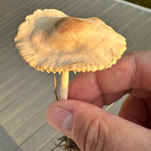 Unknown Species
