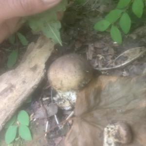 Unknown Species