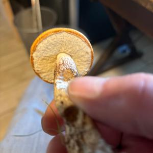 Unknown Species