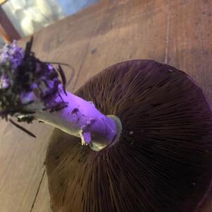 Unknown Species