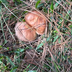Unknown Species