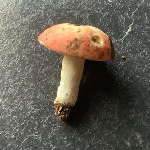 Unknown Species