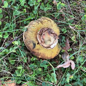 Unknown Species
