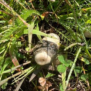 Unknown Species