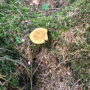 Unknown Species