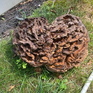 Unknown Species