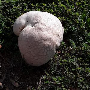 Unknown Species