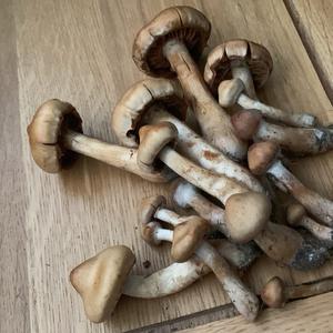 Unknown Species