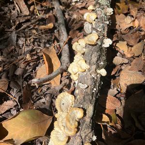Unknown Species