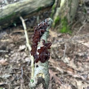 Unknown Species