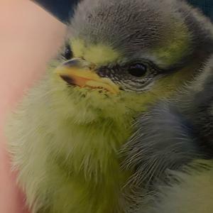 Blue Tit