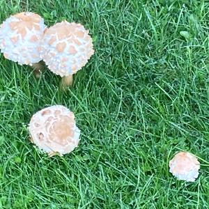 Unknown Species