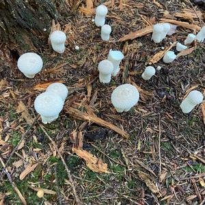 Unknown Species