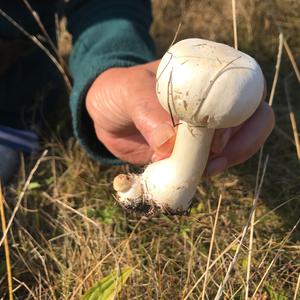 Unknown Species