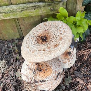 Unknown Species