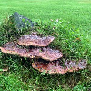 Unknown Species