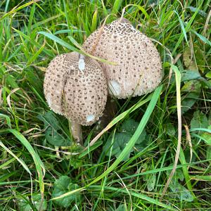 Unknown Species