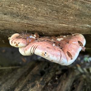 Unknown Species