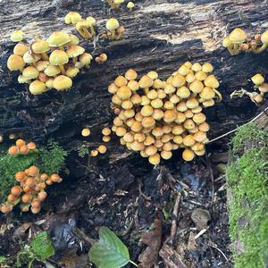 Unknown Species