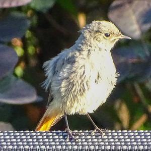 Black Redstart