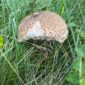Unknown Species