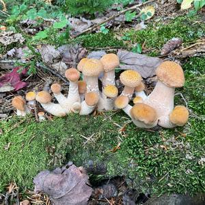 Unknown Species