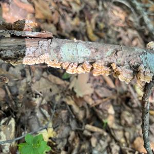 Unknown Species