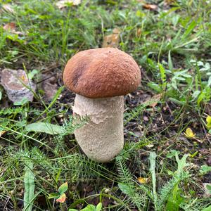 Unknown Species