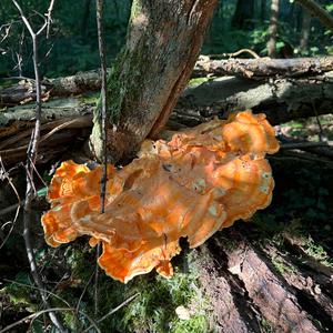 Unknown Species