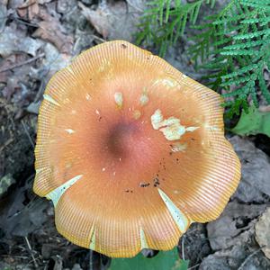 Unknown Species