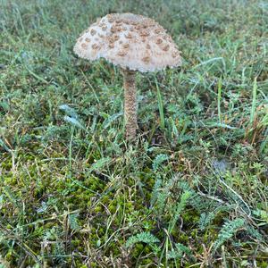 Unknown Species