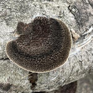 Unknown Species