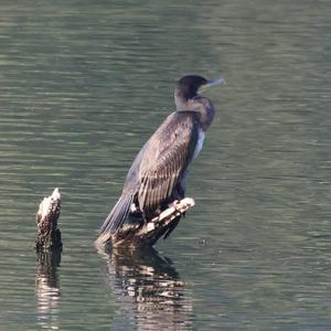 Kormoran