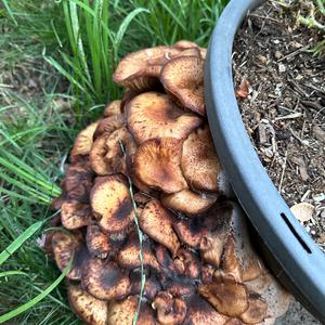 Unknown Species
