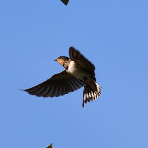Barn Swallow